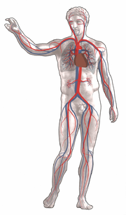 Human Body