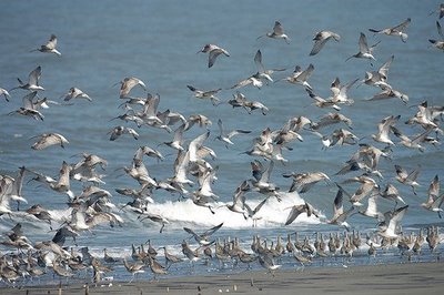 檔案:Bird.jpg