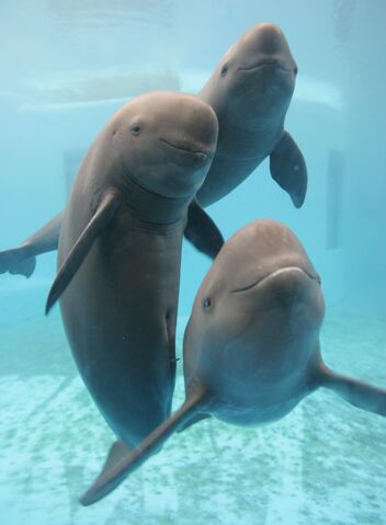 File:Finless-porpoise.jpg