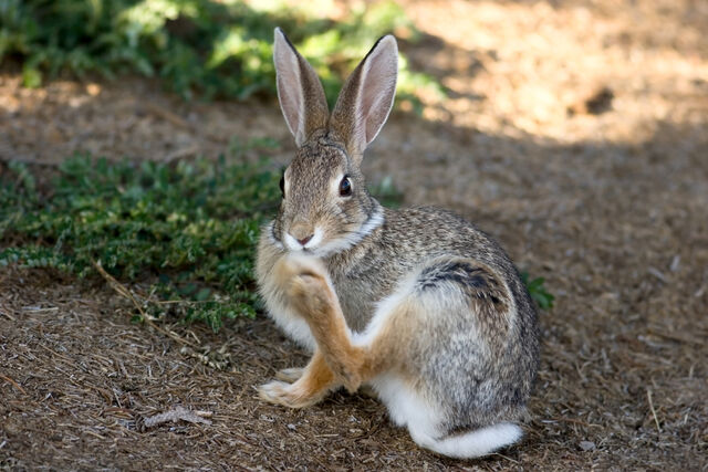 File:Rabbits-foot.jpg