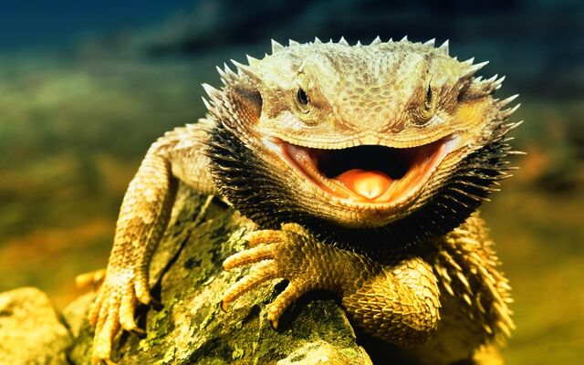 File:Lizard Dragon HD 13841.jpg