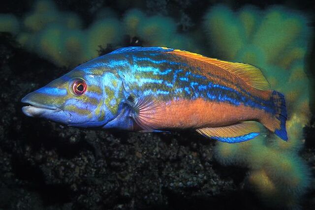 File:Aquatic chordate.jpg