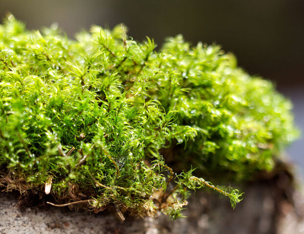 File:Moss.jpg