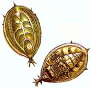 Orbalisk