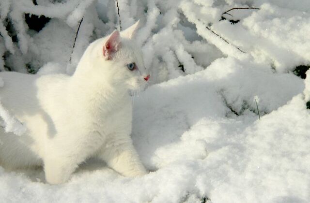 Файл:White-cat-breeds1.jpg