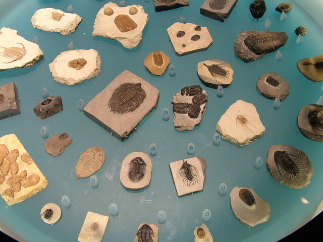 File:DSCF1703.jpg