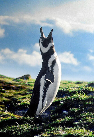 File:Magellanic Penguin, Patagonia.jpg