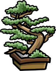 Dojo Bonsai Tree