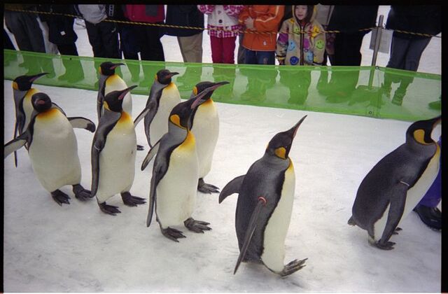 File:Penguinoscars-5212.jpg