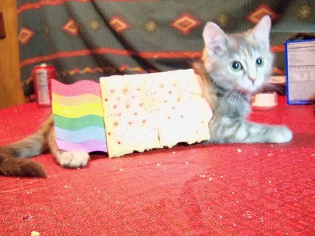 File:Nyan Cat real life.jpg
