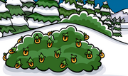 O-Berry Bush