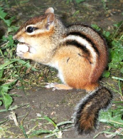 File:Chipmunk.jpg