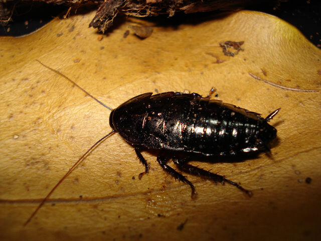 File:Platyzosteria novae-zolandae.jpg
