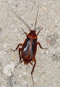 Blatta orentialis male