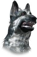 Perros