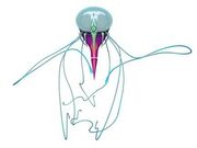 Scyphozoa.jpg