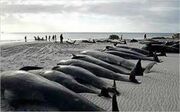 Deaddolphin.jpg