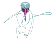 Scyphozoa.png