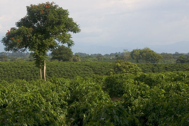 File:Cafe Quimbaya 2005-08-27.jpg