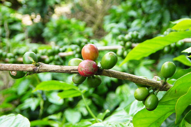 File:Coffee fruit.jpg