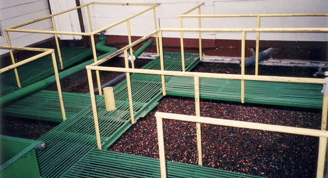 File:800px-Coffee Processing Seperation vats.jpg