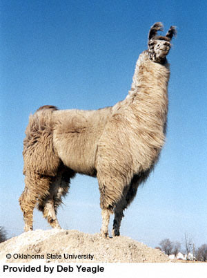 File:Llama1.jpg