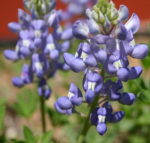 File:627px-Texas Bluebonnet (Lupinus texensis).jpg