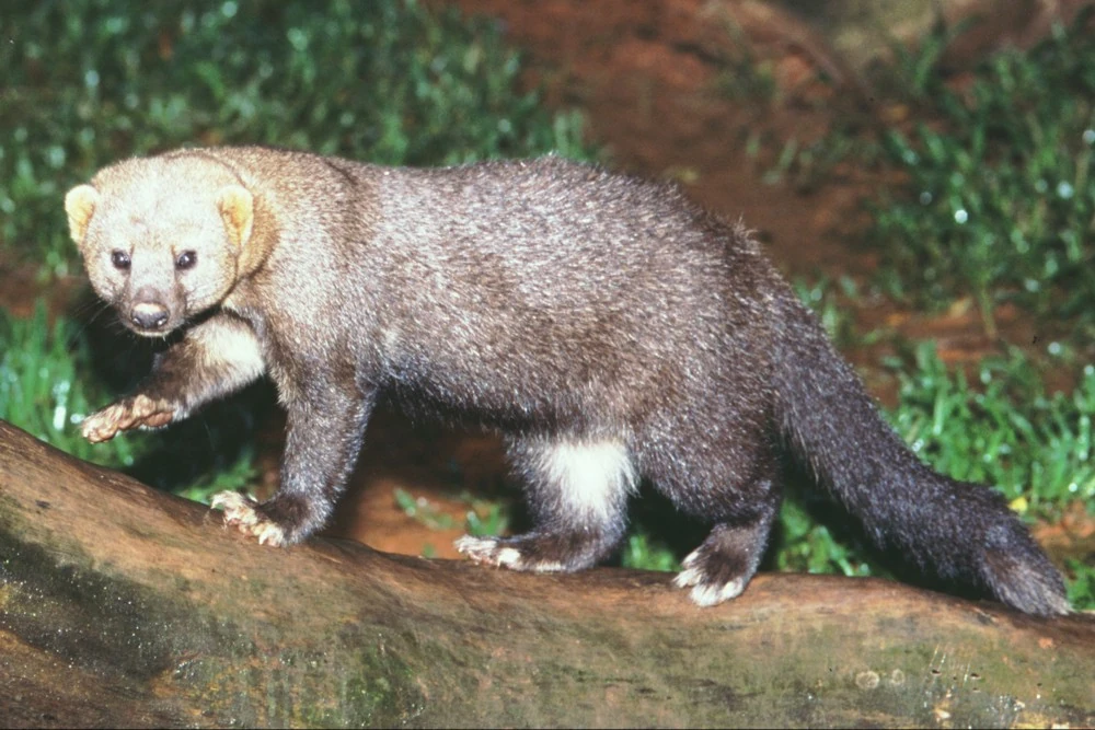 тайра куньи. тайра хищник. тайра зверь. тайра животное.