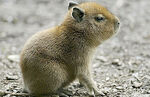 Capibaracria1.jpg