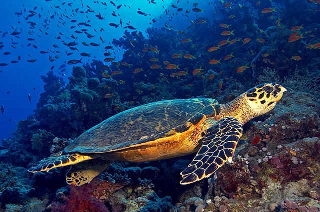Archivo:Tortuga carey.jpg