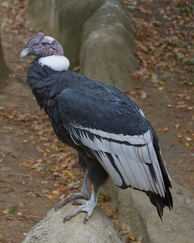 Archivo:1024px-AndeanCondorMale.jpg