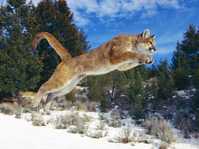 Archivo:Puma.jpg