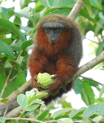 Archivo:Caquetá-Tití-Monkey.jpg
