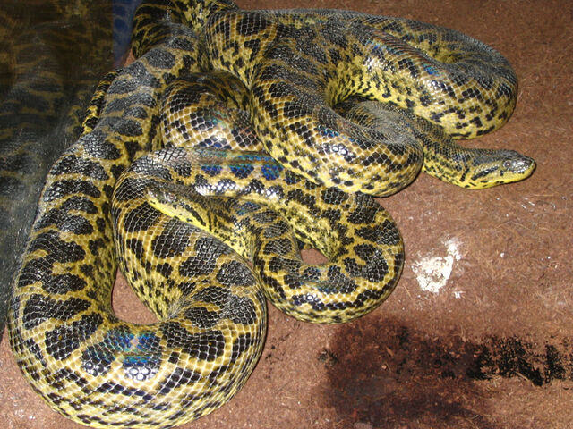 Archivo:Anaconda amarilla.jpg