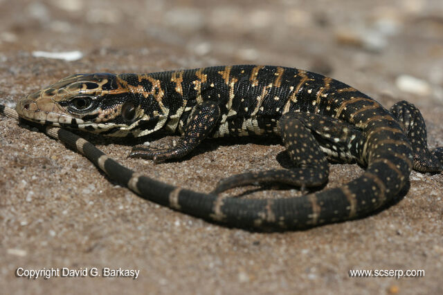 Archivo:Lagarto overo.jpg