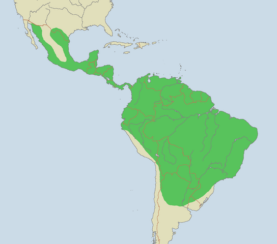 Archivo:Mapa ocelote.png