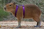 Capybaradomestico.jpg