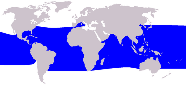Archivo:Mapa Orca pigmea.png