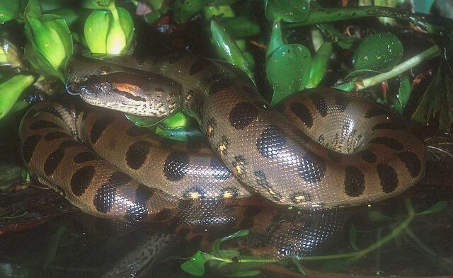 Archivo:Anaconda verde.jpg