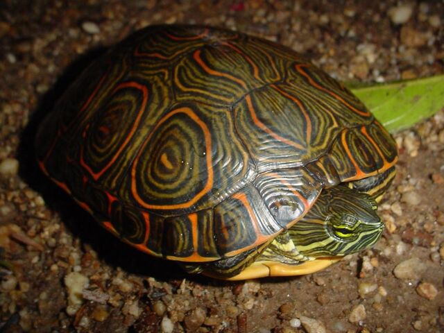 Archivo:Trachemys venusta.jpg