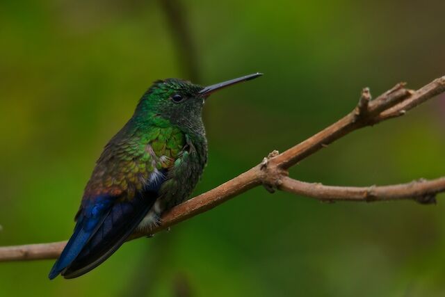 Archivo:Colibrí coliazul.jpg