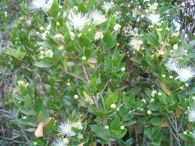 File:Myrtle.jpg