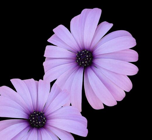 File:Mauve Flower.jpg