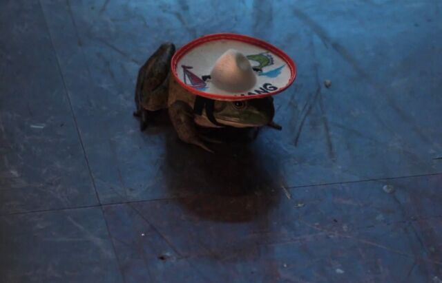 File:Señor Chang frog.jpg