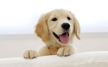 Papel-de-parede-cachorro.jpg
