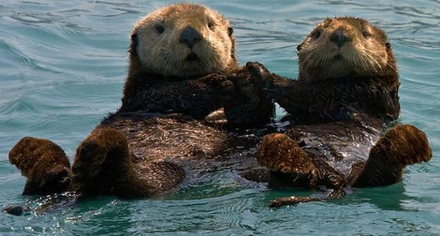Ficheiro:640px-Otter.jpg