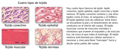 Tejidos.gif
