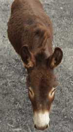 JPEG example donkey 050