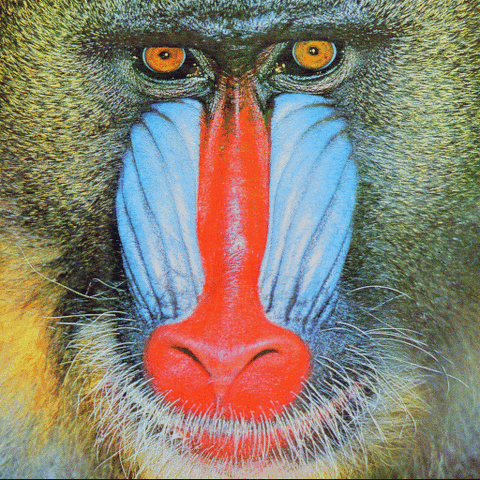 File:Monkey.gif