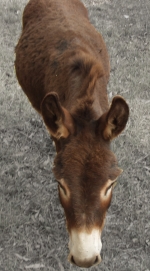 JPEG example donkey 100